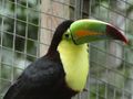 Macaw Mountain & Nature Park Copan Honduras (76)