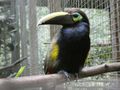 Macaw Mountain & Nature Park Copan Honduras (127)