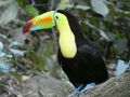 Macaw Mountain & Nature Park Copan Honduras (163)