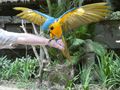 Macaw Mountain & Nature Park Copan Honduras (183)