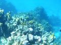 Scuber Diving off Roatan Island Honduras (1)