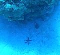 Scuber Diving off Roatan Island Honduras (3)