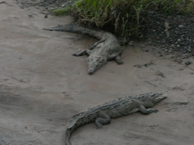 Crocodiles on the way to Manuel Antonio Costa Rica (2)