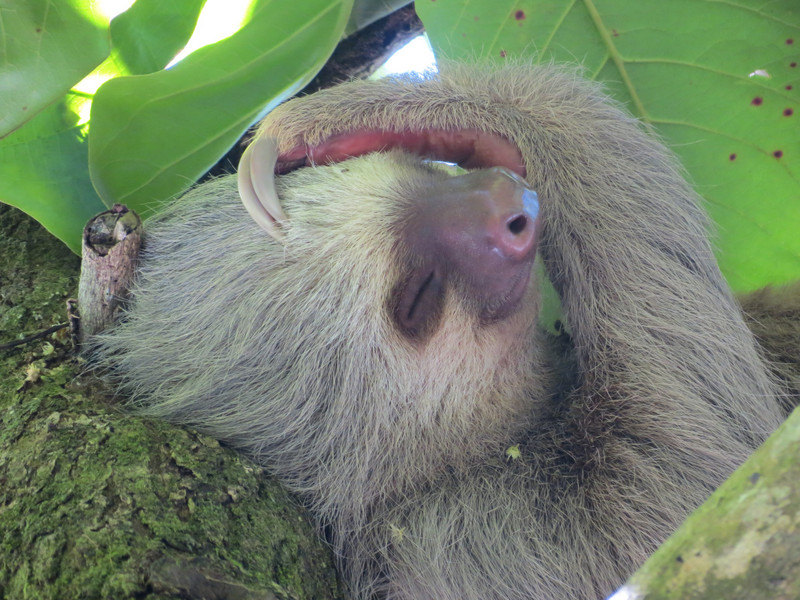 Jims Photos Two-toed Sloth (2)