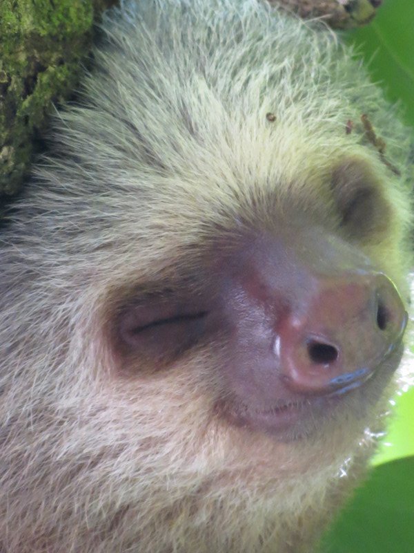Jims Photos Two-toed Sloth (11)