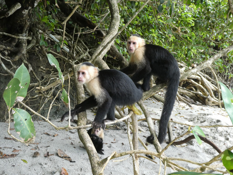 Manuel Antonio Nationaal Park Costa Rica - White-faced Monkeys (15)