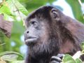 Jims Photos - Howler Monkey (1)