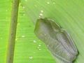 Manuel Antonio Nationaal Park Costa Rica - Red-Eyes Frog (12)