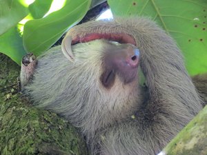 Jims Photos Two-toed Sloth (2)