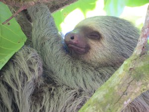 Jims Photos Two-toed Sloth (8)