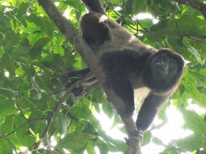 Manuel Antonio Nationaal Park Costa Rica - Howler Monkeys (23)