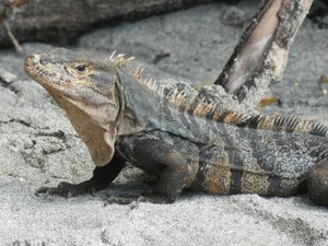 Manuel Antonio Nationaal Park Costa Rica - Iguana (5)