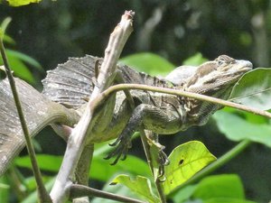 Manuel Antonio Nationaal Park Costa Rica - Jesus Christ Lizard (7)