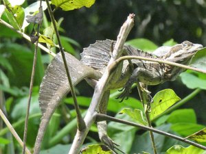 Manuel Antonio Nationaal Park Costa Rica - Jesus Christ Lizard (8)