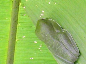 Manuel Antonio Nationaal Park Costa Rica - Red-Eyes Frog (12)