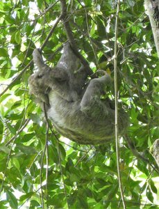 Manuel Antonio Nationaal Park Costa Rica - Three-toed Sloth with baby