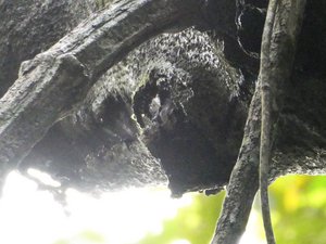 Manuel Antonio Nationaal Park Costa Rica - Tiny Bat (3)