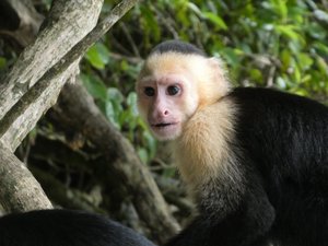 Manuel Antonio Nationaal Park Costa Rica - White-faced Monkeys (16)