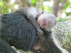 Manuel Antonio Nationaal Park Costa Rica - White-faced Monkeys with 3-day old baby (8)