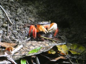Manuel Antonio National Park - Red Land Crab (3)