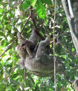 Manuel Antonio National Park - Two-toed Sloth with baby