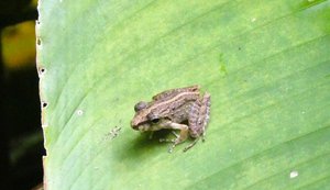 Manuel Antonio National Park Common Rainforest Frog (6)
