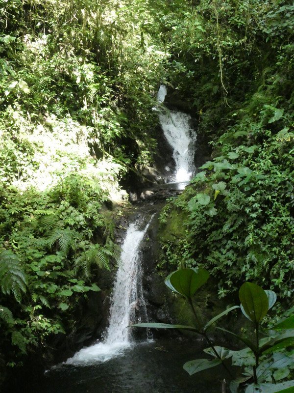Monteverde Cloud Forest National Park Costa Rica - Sendero waterfall (3)