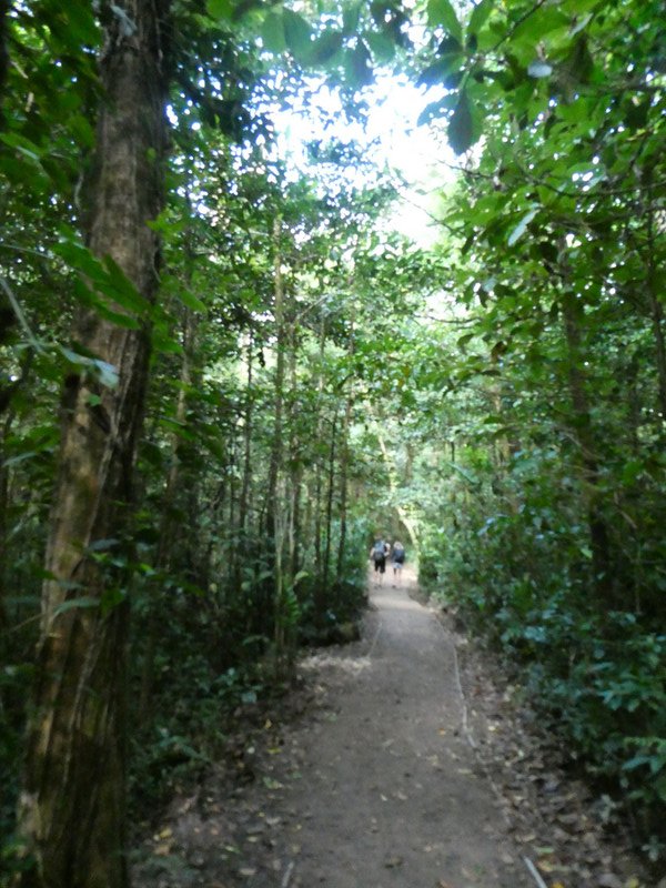Monteverde Cloud Forest National Park Costa Rica (3)