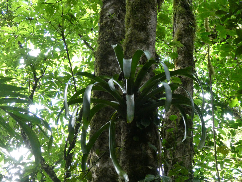 Monteverde Cloud Forest National Park Costa Rica (7)