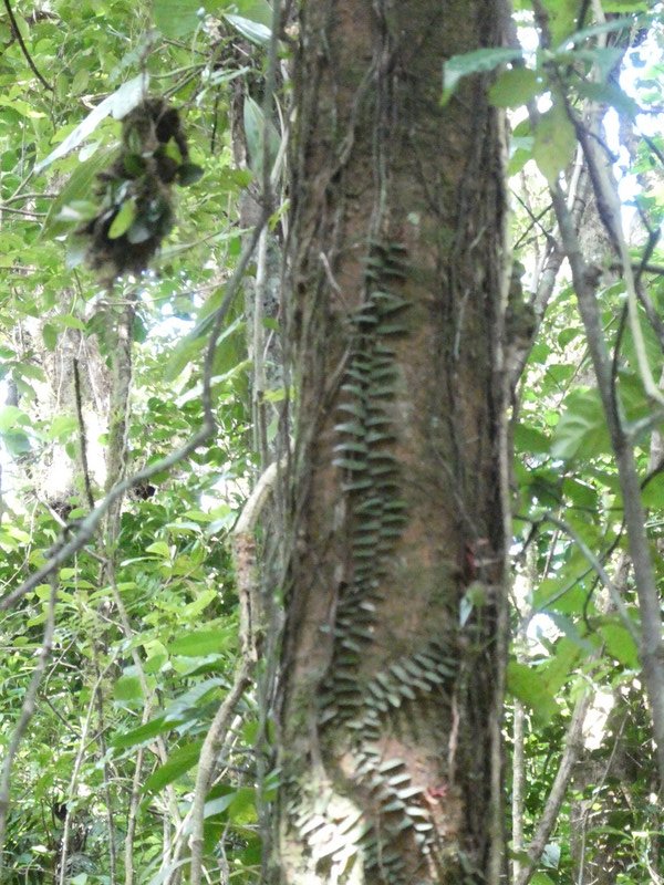 Monteverde Cloud Forest National Park Costa Rica (9)