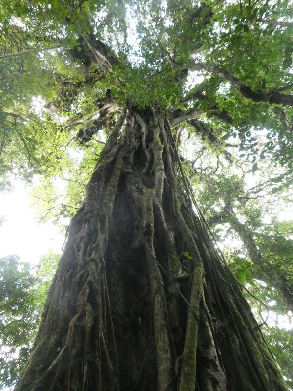 Monteverde Cloud Forest National Park Costa Rica (36)