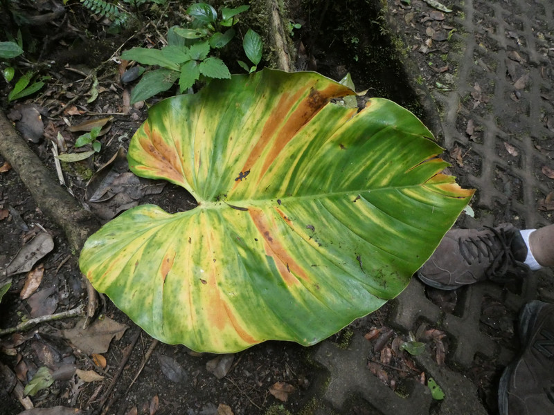 Monteverde Cloud Forest National Park Costa Rica (78)