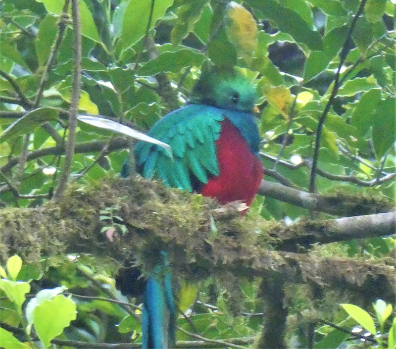 Monteverde Cloud Forest National Park Costa Rica -Quetzal (52)