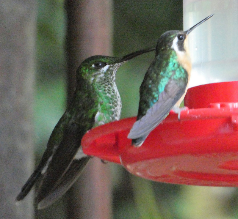 Monteverde Cloud Forst National Park - Humming birds (7)