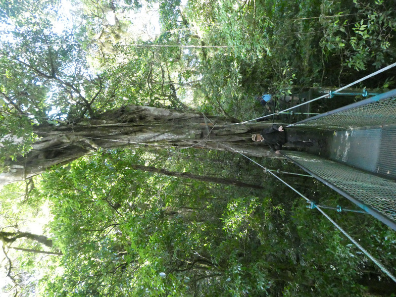 TreeTop Bridges Walk  Monteverde Costa Rica (11)