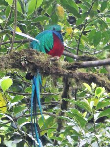 Monteverde Cloud Forest National Park Costa Rica -Quetzal (35)