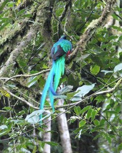 Monteverde Cloud Forest National Park Costa Rica -Quetzal (56)