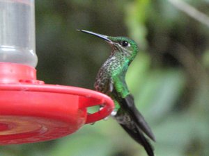 Monteverde Cloud Forst National Park - Humming birds (12)