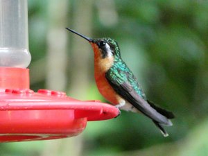 Monteverde Cloud Forst National Park - Humming birds (16)