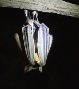 Bat Jungle Monteverde Costa Rica (25)
