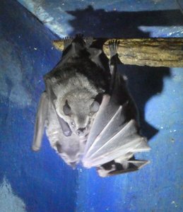 Bat Jungle Monteverde Costa Rica (33)