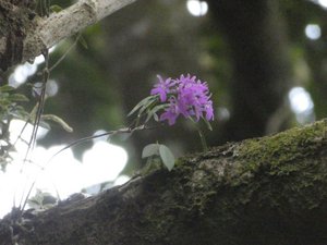 Ecological Sanctury Monteverde Costa Rica (5)