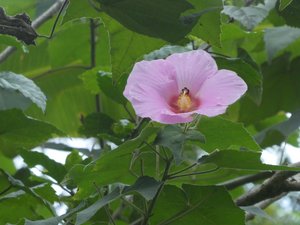 Ecological Sanctury Monteverde Costa Rica (11)