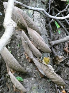 Ecological Sanctury Monteverde Costa Rica (13)