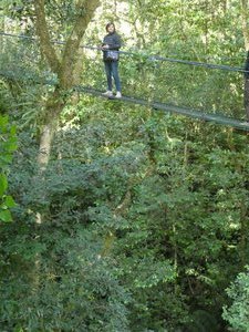 TreeTop Bridges Walk  Monteverde Costa Rica (9)