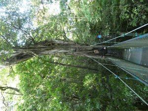 TreeTop Bridges Walk  Monteverde Costa Rica (11)