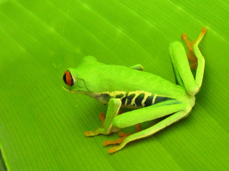 Bogarin Trail wildlife Centre La Fortuna Costa Rica - Red-eyed Frog (2)