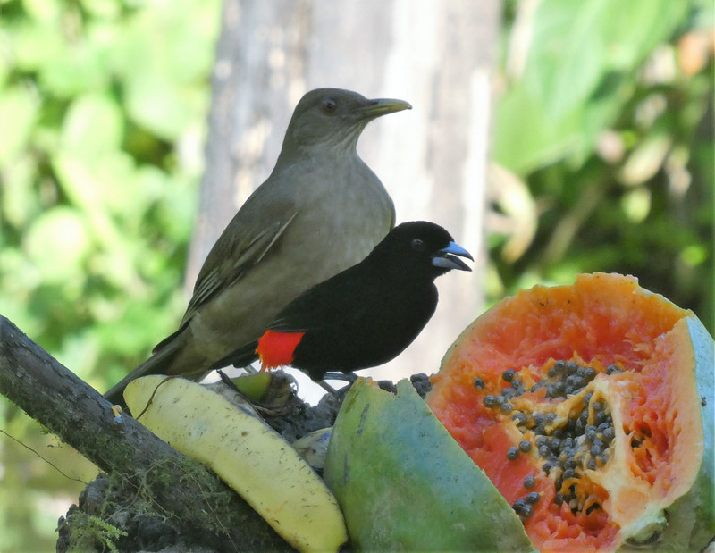 Bogarin Trail wildlife Centre La Fortuna Costa Rica (26)