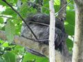 Bogarin Trail wildlife Centre La Fortuna Costa Rica - Three-toed Sloth