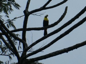 Bird Watching Tour outside La Fortuna Costa Rica (2)